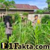 Polsek Bangkinang Barat Sambang Petani jaga Perkembangan dan Perawatan Tanaman Jagung
