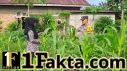Polsek Bangkinang Barat Sambang Petani jaga Perkembangan dan Perawatan Tanaman Jagung