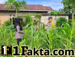 Polsek Bangkinang Barat Sambang Petani jaga Perkembangan dan Perawatan Tanaman Jagung