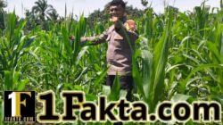 Polsek Bangkinang Barat Cek Rutin Pertumbuhan Jagung di Siabu, Dukung Ketahanan Pangan