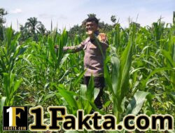 Polsek Bangkinang Barat Cek Rutin Pertumbuhan Jagung di Siabu, Dukung Ketahanan Pangan