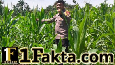 Polsek Bangkinang Barat Cek Rutin Pertumbuhan Jagung di Siabu, Dukung Ketahanan Pangan