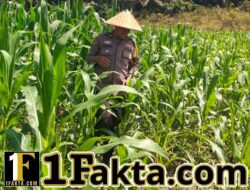 Dukung Ketahanan Pangan, Personel Polsek Bangkinang Barat Bantu Petani Rawat Jagung Pipil