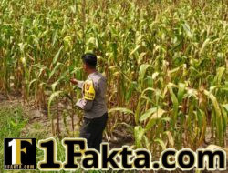 Polsek Bangkinang Barat Cek Lahan Jagung Ketahanan Pangan di Desa Salo Timur
