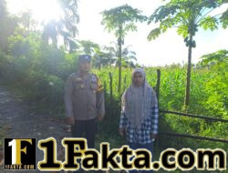 Polsek Bangkinang Barat Monitoring Kebun Warga di Pulau Jambu, Dukung Ketahanan Pangan