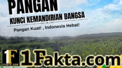 BHABINKAMTIBMAS DESA PANGKALAN BARU TINJAU PERKEMBANGAN TANAMAN JAGUNG KOPPSA-M, DUKUNG PROGRAM SWASEMBADA PANGAN NASIONAL