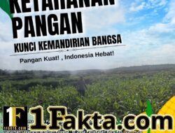 BHABINKAMTIBMAS DESA PANGKALAN BARU TINJAU PERKEMBANGAN TANAMAN JAGUNG KOPPSA-M, DUKUNG PROGRAM SWASEMBADA PANGAN NASIONAL