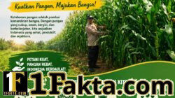 BHABINKAMTIBMAS DESA TANAH MERAH AKTIF MONITOR LAHAN JAGUNG WARGA, WUJUD DUKUNGAN POLRI TERHADAP KETAHANAN PANGAN
