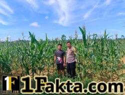 Tingkatkan Hasil Swasembada Pangan Polsek Tapung Rutin Cek Perkembangan Jagung Pipil Desa Batu Gajah