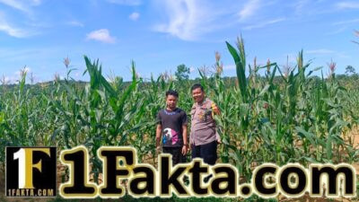 Tingkatkan Hasil Swasembada Pangan Polsek Tapung Rutin Cek Perkembangan Jagung Pipil Desa Batu Gajah