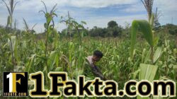 Tingkatkan Ketahan Pangan, Personel Polsek Bangkinang Barat Rutin Cek Perkembangan Jagung Wilayah Hukumnya