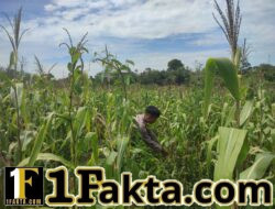 Tingkatkan Ketahan Pangan, Personel Polsek Bangkinang Barat Rutin Cek Perkembangan Jagung Wilayah Hukumnya