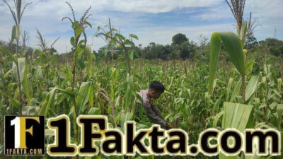 Tingkatkan Ketahan Pangan, Personel Polsek Bangkinang Barat Rutin Cek Perkembangan Jagung Wilayah Hukumnya
