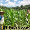 Bentuk Nyata Sukseskan Swasembada Pangan, Polsek Bangkinang Barat Pantau Rutin Perkembangan Jagung Desa Siabu