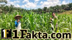 Bentuk Nyata Sukseskan Swasembada Pangan, Polsek Bangkinang Barat Pantau Rutin Perkembangan Jagung Desa Siabu