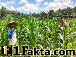 Bentuk Nyata Sukseskan Swasembada Pangan, Polsek Bangkinang Barat Pantau Rutin Perkembangan Jagung Desa Siabu