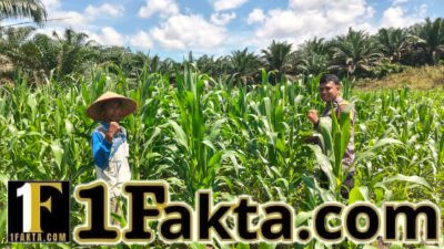 Bentuk Nyata Sukseskan Swasembada Pangan, Polsek Bangkinang Barat Pantau Rutin Perkembangan Jagung Desa Siabu