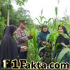 Bhabinkamtibmas Pulau Jambu dan Empat Balai Monitoring Pertumbuhan Jagung Pipil Swadaya Kelompok Tani Wanita Marabuntha