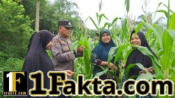 Bhabinkamtibmas Pulau Jambu dan Empat Balai Monitoring Pertumbuhan Jagung Pipil Swadaya Kelompok Tani Wanita Marabuntha