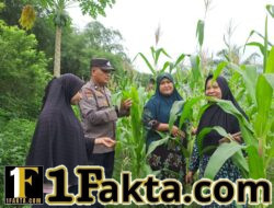 Bhabinkamtibmas Pulau Jambu dan Empat Balai Monitoring Pertumbuhan Jagung Pipil Swadaya Kelompok Tani Wanita Marabuntha