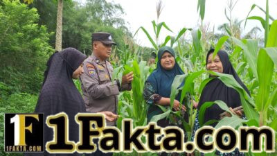 Bhabinkamtibmas Pulau Jambu dan Empat Balai Monitoring Pertumbuhan Jagung Pipil Swadaya Kelompok Tani Wanita Marabuntha