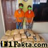 Sat Narkoba Polres Taput Amankan 2 Kurir Narkoba, 112 Paket Ganja Kering Berhasil di Sita