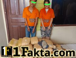 Sat Narkoba Polres Taput Amankan 2 Kurir Narkoba, 112 Paket Ganja Kering Berhasil di Sita