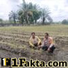 Bhabinkamtibmas Polsek Tapung Wujudkan Swasembada Pangan Terus Pantau Perawatan Jagung Desa Muara Mahat