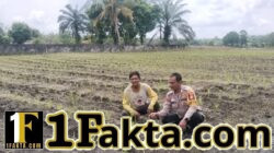 Bhabinkamtibmas Polsek Tapung Wujudkan Swasembada Pangan Terus Pantau Perawatan Jagung Desa Muara Mahat