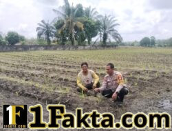 Bhabinkamtibmas Polsek Tapung Wujudkan Swasembada Pangan Terus Pantau Perawatan Jagung Desa Muara Mahat