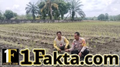Bhabinkamtibmas Polsek Tapung Wujudkan Swasembada Pangan Terus Pantau Perawatan Jagung Desa Muara Mahat