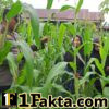 Dukung Ketahanan Pangan Nasional 2026, Bhabinkamtibmas Polsek Bangkinang Barat Terus Rawat dan Cek Pertumbuhan Jagung