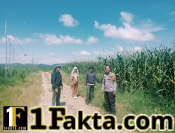 Rawat dan Cek Perkembangan Jagung Lahan PT Simas Sawit Aliantan Polsek Bangkinang Barat Dukung Ketahanan Pangan Nasional 2026