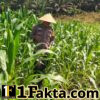Nyata Dukung Program Asta Cita Polsek Bangkinang Barat Rutin Rawat Jagung Pipil Desa Siabu
