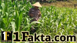 Nyata Dukung Program Asta Cita Polsek Bangkinang Barat Rutin Rawat Jagung Pipil Desa Siabu