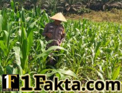 Nyata Dukung Program Asta Cita Polsek Bangkinang Barat Rutin Rawat Jagung Pipil Desa Siabu