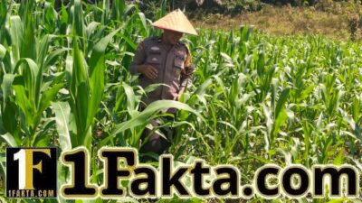 Nyata Dukung Program Asta Cita Polsek Bangkinang Barat Rutin Rawat Jagung Pipil Desa Siabu