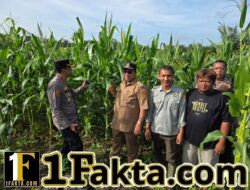 Kompol Y, Emanuel Bambang Dewanto Kapolsek Tapung Ikut Serta Lakukan Pengecekan dan Perawatan Jagung di Wilayah Hukumnya Wujud Swasembada Pangan