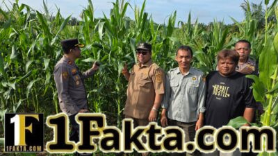 Kompol Y, Emanuel Bambang Dewanto Kapolsek Tapung Ikut Serta Lakukan Pengecekan dan Perawatan Jagung di Wilayah Hukumnya Wujud Swasembada Pangan