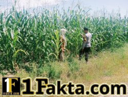 Ketahan Pangan Nasional, Perawatan dan Pertumbuhan Tanaman Jagung Desa Batu Langkah Kecil Polsek Bangkinang Barat Terus Dilakukan