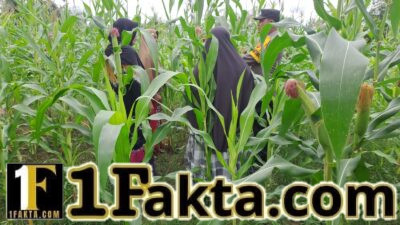 Bhabinkamtibmas Polsek Bangkinang Barat Terus Lakukan Pendampingan Petani Sukses Swasembada Pangan Nasional 2026 Desa Pulau Jambu