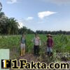 Bhabinkamtibmas Polsek Siak Hulu Cek Perkembangan Jagung Pipil Program Ketahanan Pangan di Lahan KOPPSA-M