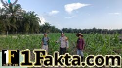 Bhabinkamtibmas Polsek Siak Hulu Cek Perkembangan Jagung Pipil Program Ketahanan Pangan di Lahan KOPPSA-M