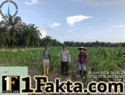 Bhabinkamtibmas Polsek Siak Hulu Cek Perkembangan Jagung Pipil Program Ketahanan Pangan di Lahan KOPPSA-M