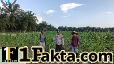 Bhabinkamtibmas Polsek Siak Hulu Cek Perkembangan Jagung Pipil Program Ketahanan Pangan di Lahan KOPPSA-M