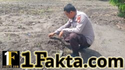 Bhabinkamtibmas Polsek Tapung Terus Aktif Dampingi Kelompok Tani Desa Indrapuri Rawat Tanaman Jagung 