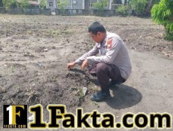 Bhabinkamtibmas Polsek Tapung Terus Aktif Dampingi Kelompok Tani Desa Indrapuri Rawat Tanaman Jagung 