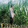 Sukseskan Program Asta Cita Personel Polsek Bangkinang Barat Prioritaskan Tanaman Jagung Lahan PT Simas Sawit Aliantan