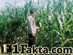 Sukseskan Program Asta Cita Personel Polsek Bangkinang Barat Prioritaskan Tanaman Jagung Lahan PT Simas Sawit Aliantan