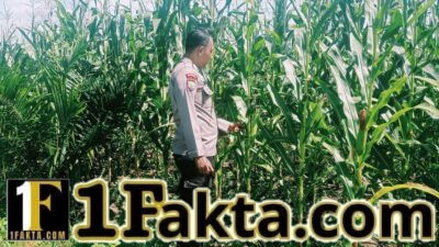Sukseskan Program Asta Cita Personel Polsek Bangkinang Barat Prioritaskan Tanaman Jagung Lahan PT Simas Sawit Aliantan